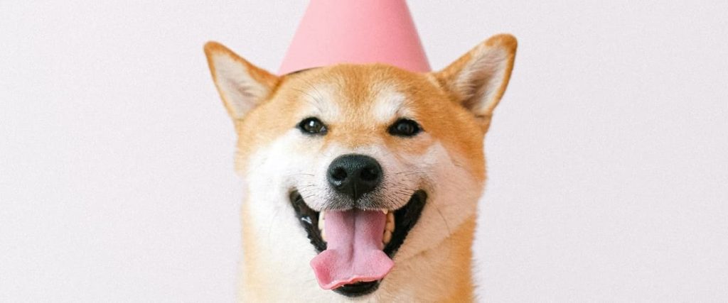 Chien heureux tirant la langue avec un chapeau d'anniversaire rose